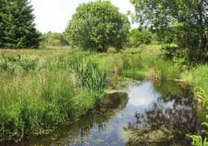 Lire la suite à propos de l’article Mettre en œuvre une politique en faveur de la protection des zones humides à Bures-sur-Yvette