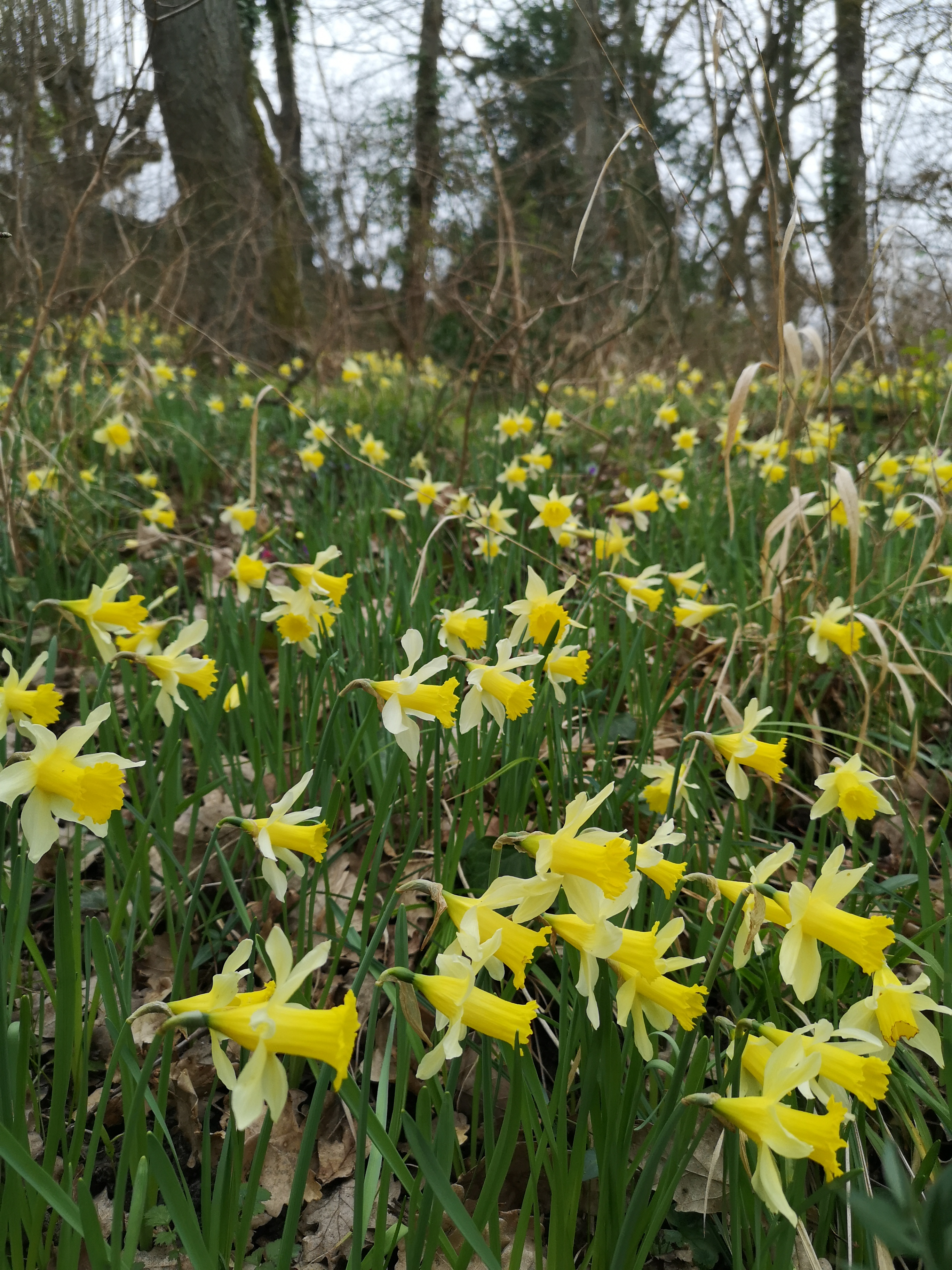 You are currently viewing En ces temps troublés la nature peut nous aider : sortons et profitons de notre environnement, c’est le printemps !