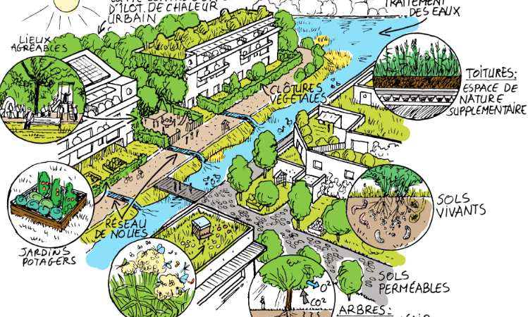 Ville et biodiversité